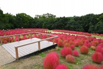 kochia_251021_02