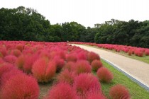 kochia_251021_04