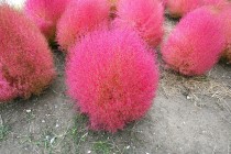 kochia_251021_05