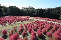 kochia_251023_02