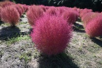 kochia_251023_03