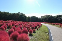 kochia_251023_04