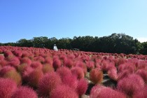 kochia_251023_05