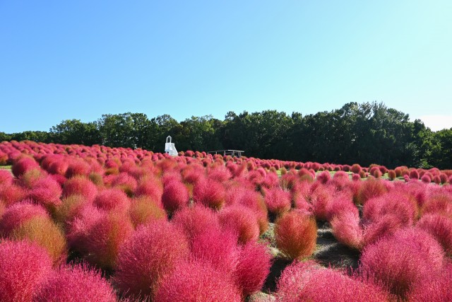 kokia コキア