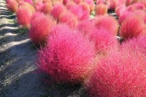 kochia_251029_02
