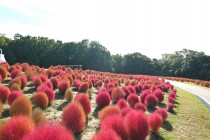 kochia_251029_03