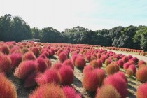 kochia_251029_04