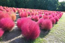 kochia_251029_05