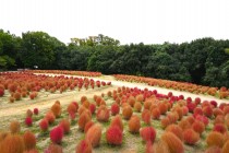 kochia_251106_02
