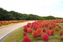 kochia_251106_03