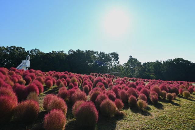 kochia_261013_01