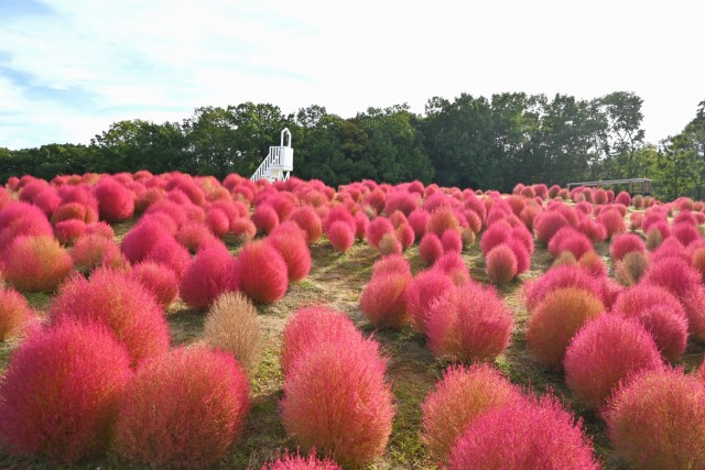kochia_261016_02