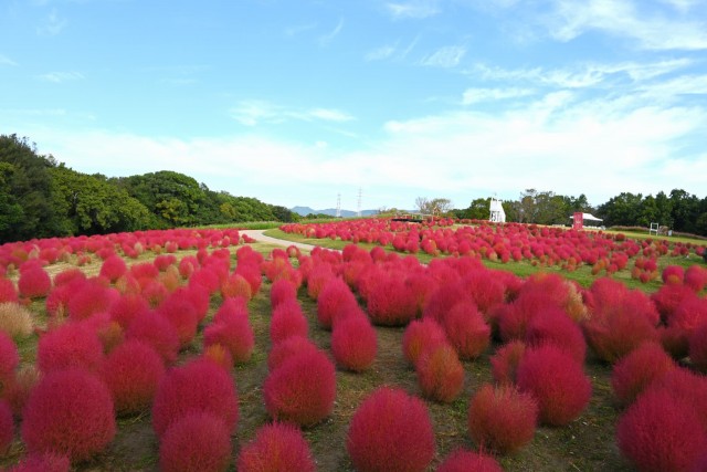 kochia_261016_03