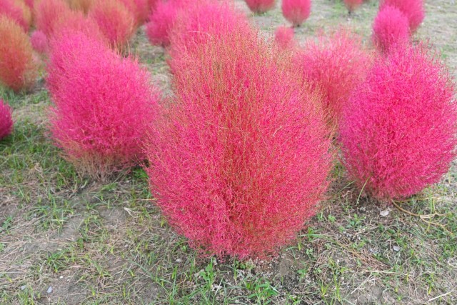 kochia_261021_03