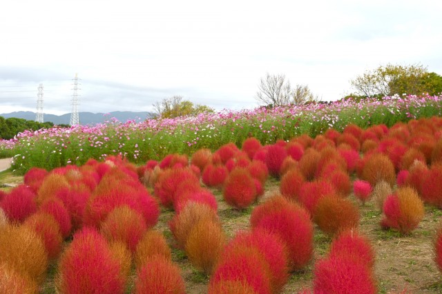 kochia_261021_04