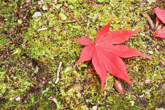komorebi_221201_03