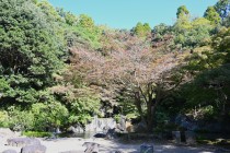 komorebi_231101_01 
