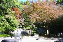 komorebi_231116_01