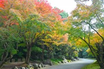 komorebi_231123_02