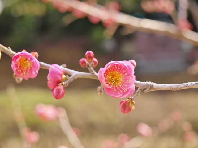ウメ 21年 更新終了しました 万博記念公園