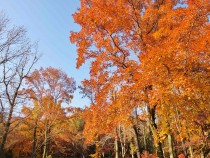 学習館紅葉