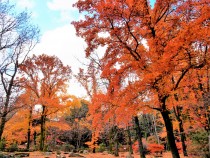 koyo_gakusyukan_211208_01