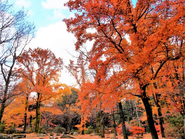 紅葉情報 21年 更新終了しました 万博記念公園