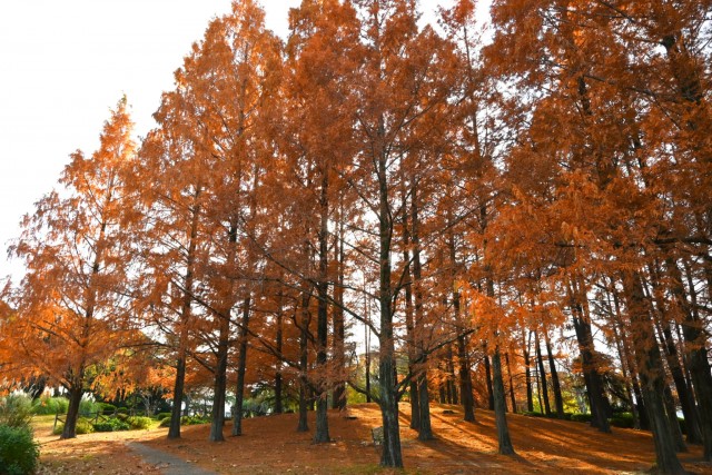 koyo_hanahakkei_251210_01