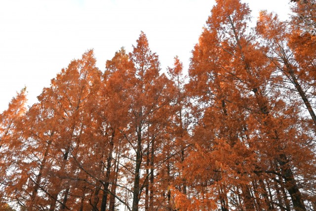 koyo_hanahakkei_251210_02