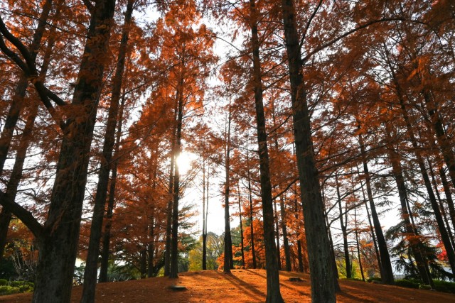 koyo_hanahakkei_251210_03