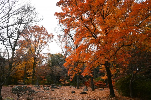 koyo_momijidani_251210_01