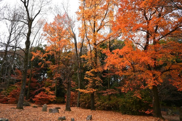 koyo_momijidani_251210_02