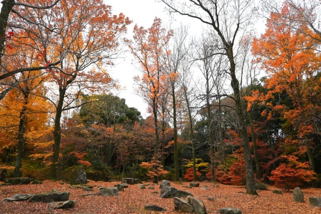 koyo_momijidani_251210_03