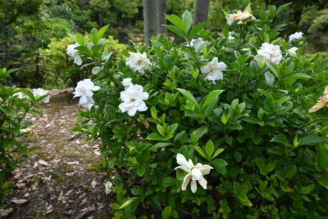 kuchinashi_250625_02