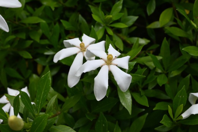 kuchinashi_260603_01
