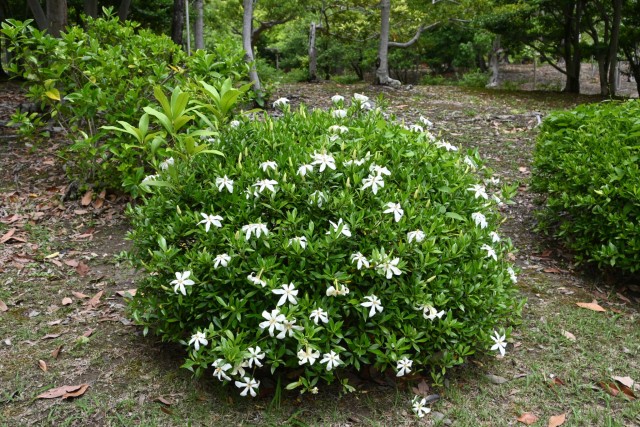 クチナシの花 クチナシ | 万博記念公園