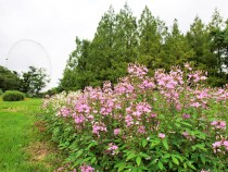 kureome_200804