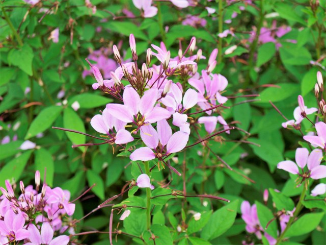kureome_200804