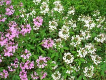 kureome_200804