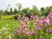 kureome_200807