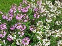 kureome_200807