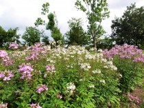 kureome_200811