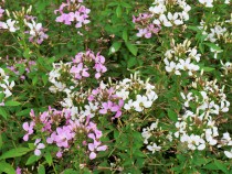 kureome_200814