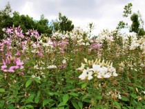 kureome_200814
