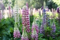 Lupinus