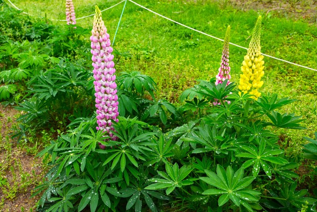 lupinus_230426_01