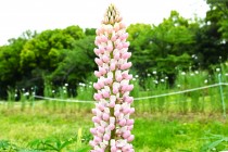 lupinus_230426_02