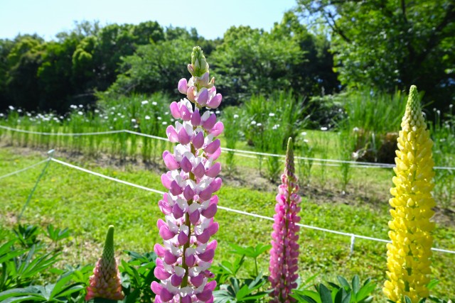 lupinus_230502_01