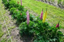 lupinus_230502_02