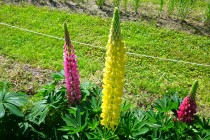 lupinus_230502_03